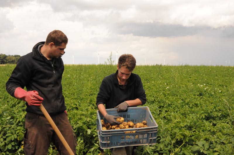 Zwei Landwirte bei der Kartoffelernte