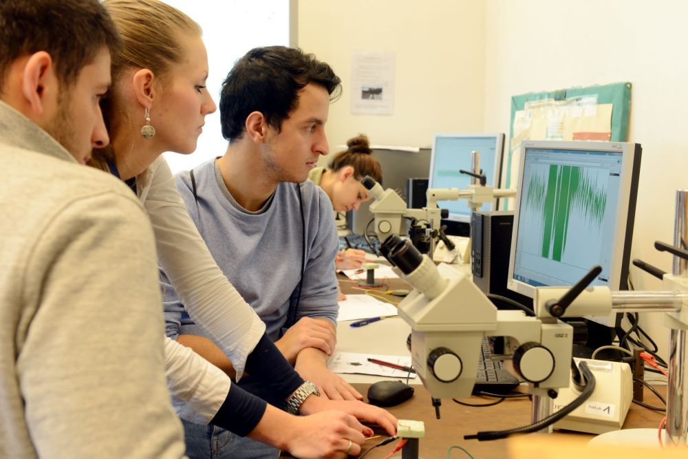 Schülerinnen und Schüler mikroskopieren im Schülerlaborle