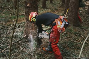 Das sogenannte Fallkerb wird heraus geschnitten, damit der Baum beim Fällen in die geplante Richtung fällt. © Dan Zoubek | Netzwerk Grüne Arbeitswelt