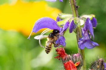 Biene sitzt an einer Blüte